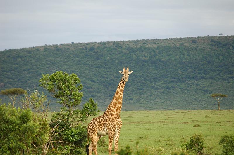 Giraffe looking.JPG